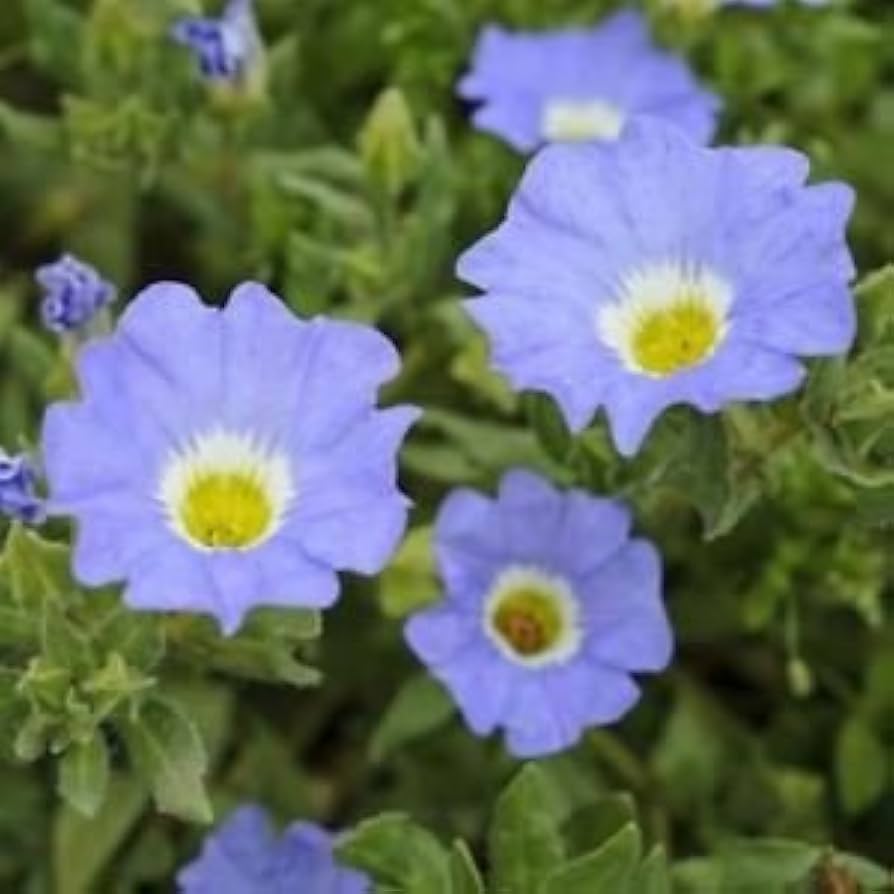 Chilean (bellflower Nolana paradoxa white flower) for planting in garden